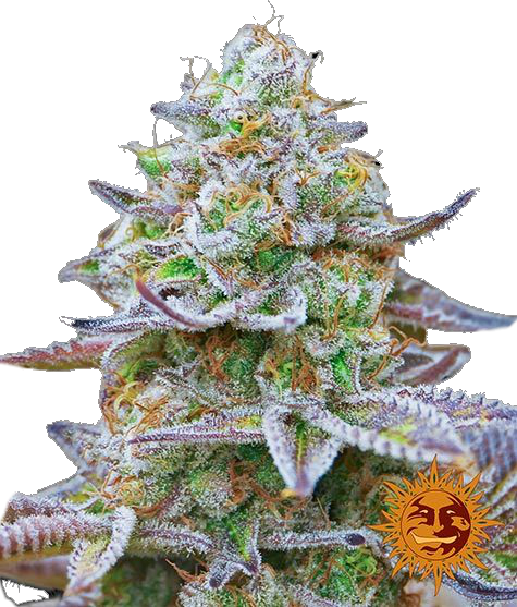 Gorilla Zkittlez Cannabis Flower